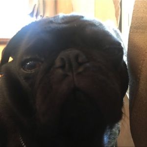 Meet your Posher, Phil